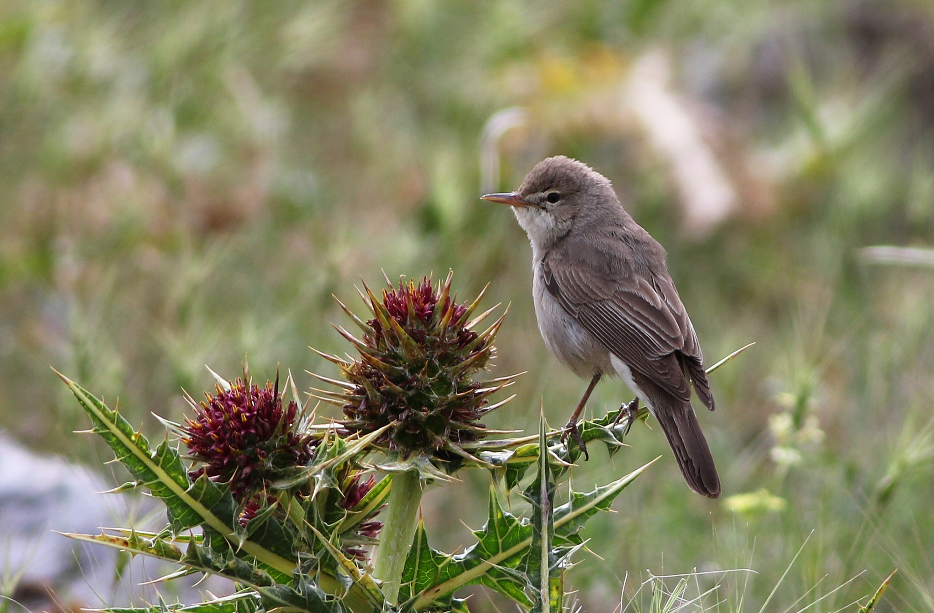 Upcher's Warbler